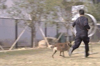 马犬为什么能取代德国牧羊犬成为警犬中的主流