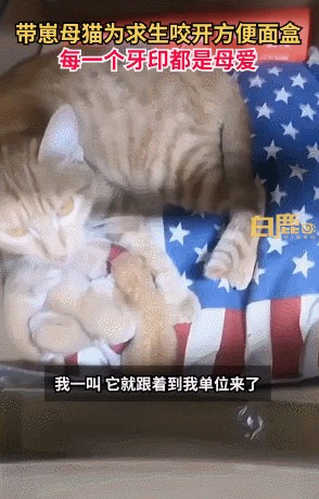 母猫被封25天靠啃方便面养活6只小猫！网友：每个牙印都是母爱