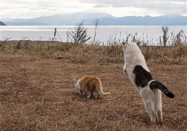 谁说橘猫只会吃打起架来非常凶猛狸花猫表示服气