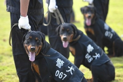 给你推荐一只看家护院的狗狗警犬——罗威纳犬