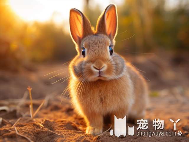 喂食雪纳瑞犬的六大要素，宠主须知